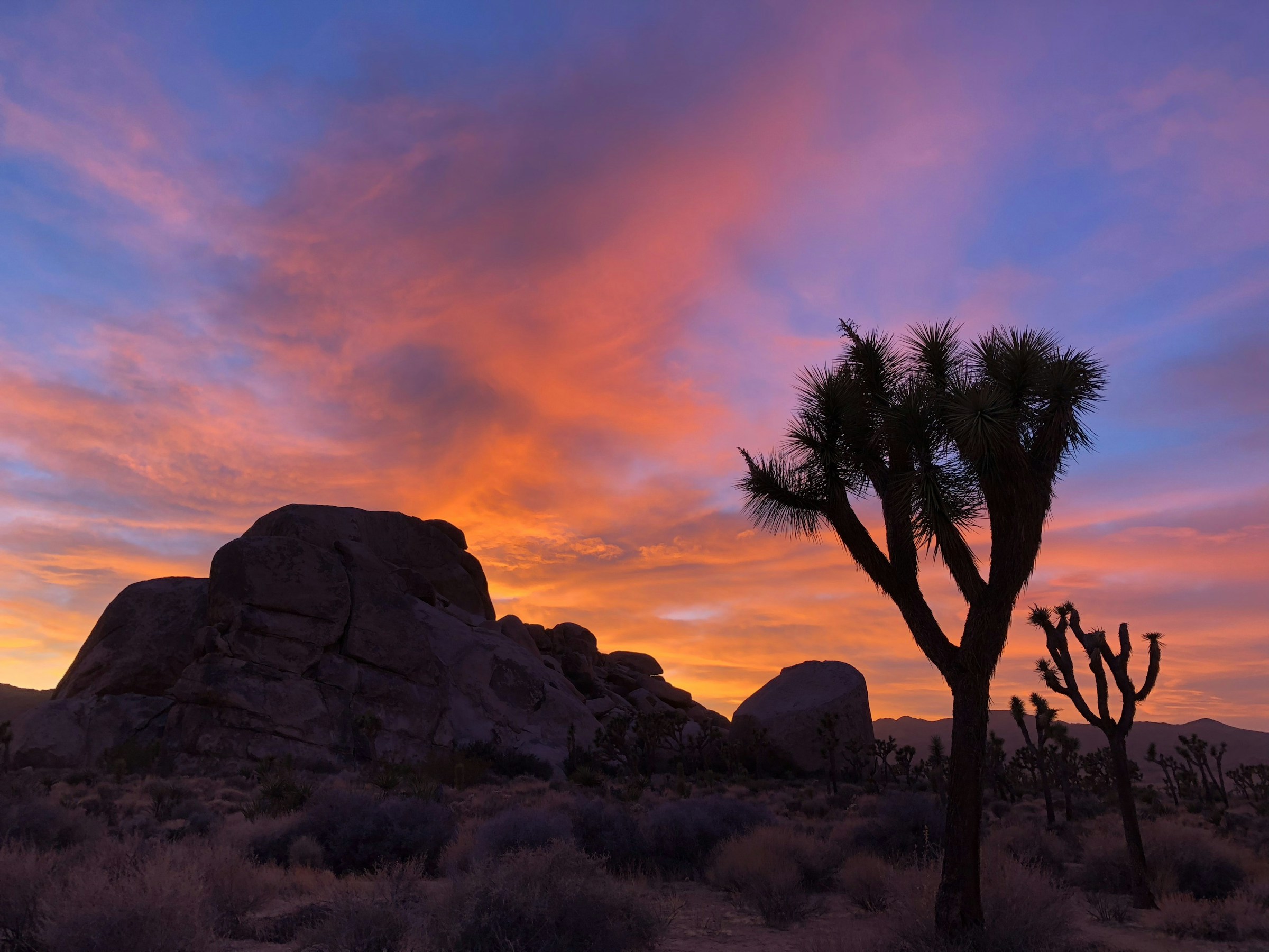 Warm sunset light on Joshua trees and granite boulders